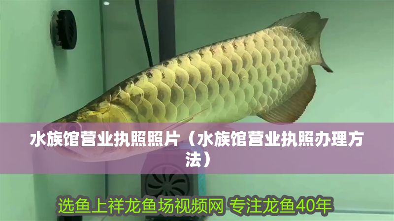 水族館營業執照照片(水族館營業執照辦理方法) 水族館百科(水族館加盟) 第1張 水族館營業執照照片(水族館營業執照辦理方法) 水族館營業執照照片(水族館營業執照辦理方法) 水族館百科(水族館加盟) 第1張