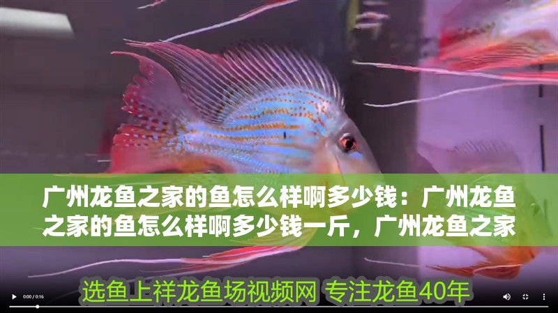 廣州龍魚之家的魚怎么樣啊多少錢：廣州龍魚之家的魚怎么樣啊多少錢一斤，廣州龍魚之家的魚品質與價格探秘，多少錢一斤 廣州龍魚之家的魚怎么樣啊多少錢：廣州龍魚之家的魚怎么樣啊多少錢一斤，廣州龍魚之家的魚品質與價格探秘，多少錢一斤 水族問答