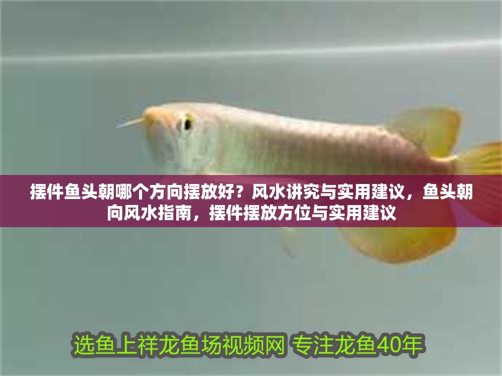 擺件魚頭朝哪個方向擺放好？風水講究與實用建議，魚頭朝向風水指南，擺件擺放方位與實用建議 擺件魚頭朝哪個方向擺放好？風水講究與實用建議，魚頭朝向風水指南，擺件擺放方位與實用建議 龍魚百科 第1張