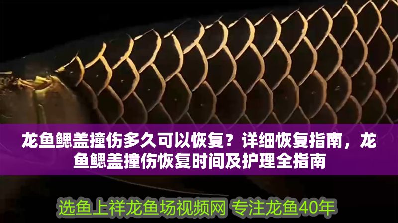 龍魚(yú)鰓蓋撞傷多久可以恢復(fù)？詳細(xì)恢復(fù)指南，龍魚(yú)鰓蓋撞傷恢復(fù)時(shí)間及護(hù)理全指南