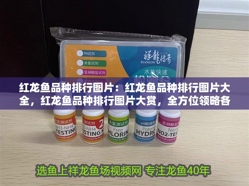 紅龍魚品種排行圖片：紅龍魚品種排行圖片大全，紅龍魚品種排行圖片大賞，全方位領(lǐng)略各品種風(fēng)采