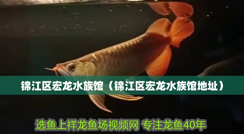 錦江區宏龍水族館（錦江區宏龍水族館地址）