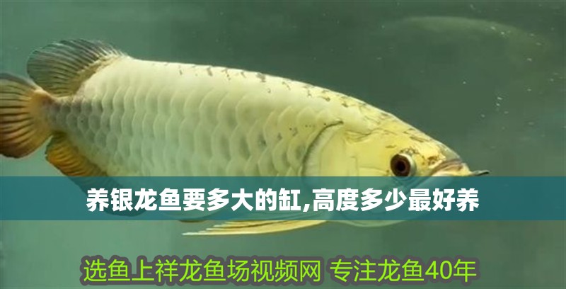 養銀龍魚要多大的缸,高度多少最好養