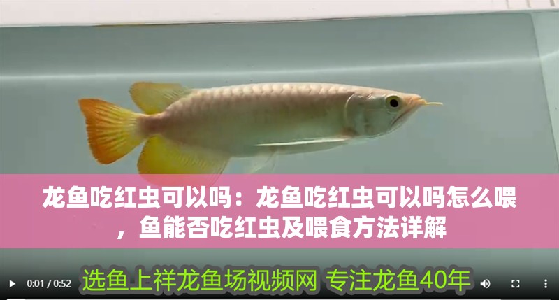 龍魚吃紅蟲可以嗎：龍魚吃紅蟲可以嗎怎么喂，魚能否吃紅蟲及喂食方法詳解