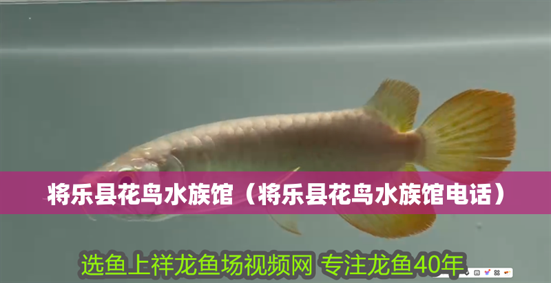 將樂縣花鳥水族館（將樂縣花鳥水族館電話）