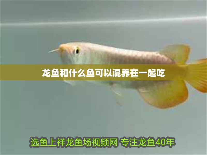 龍魚和什么魚可以混養在一起吃