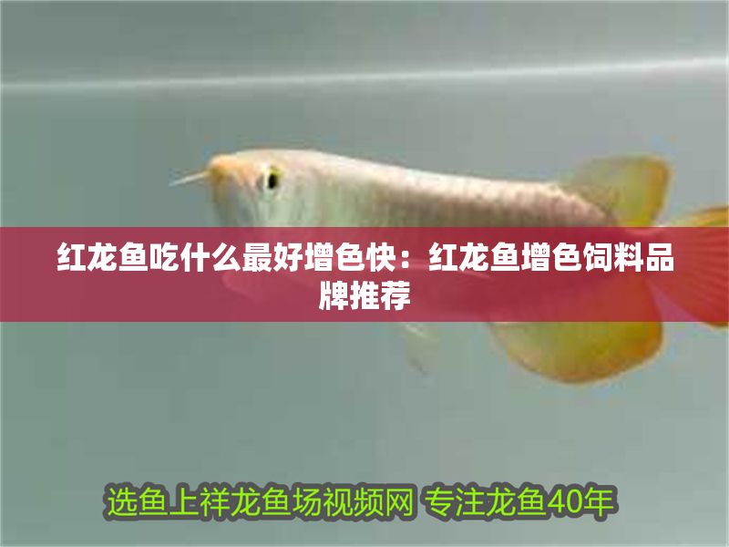 紅龍魚吃什么最好增色快：紅龍魚增色飼料品牌推薦 紅龍魚吃什么最好增色快：紅龍魚增色飼料品牌推薦 紅龍魚百科 第1張