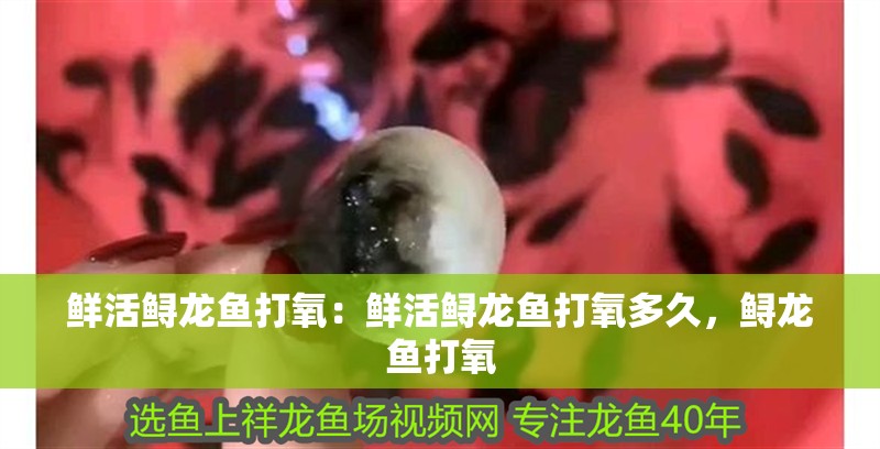 鮮活鱘龍魚打氧：鮮活鱘龍魚打氧多久，鱘龍魚打氧 鮮活鱘龍魚打氧：鮮活鱘龍魚打氧多久，鱘龍魚打氧 水族問答