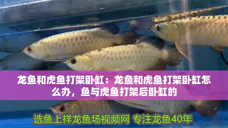 龍魚和虎魚打架臥缸：龍魚和虎魚打架臥缸怎么辦，魚與虎魚打架后臥缸的