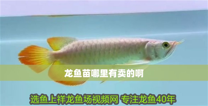 龍魚苗哪里有賣的啊