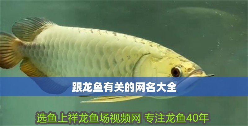 跟龍魚有關的網名大全 跟龍魚有關的網名大全 龍魚百科 第2張