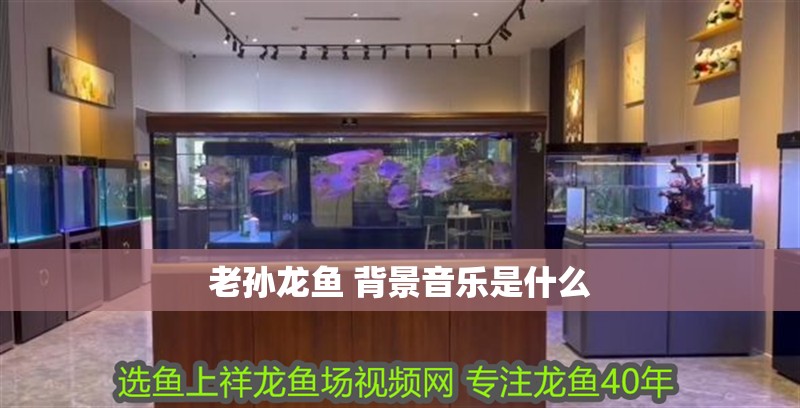 老孫龍魚 背景音樂是什么 龍魚百科 第4張 老孫龍魚 背景音樂是什么 老孫龍魚 背景音樂是什么 龍魚百科 第4張