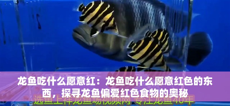 龍魚吃什么愿意紅：龍魚吃什么愿意紅色的東西，探尋龍魚偏愛紅色食物的奧秘