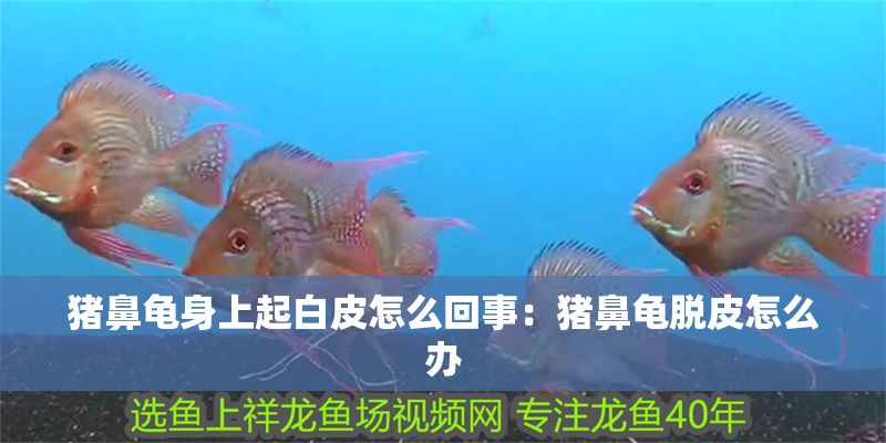 豬鼻龜身上起白皮怎么回事：豬鼻龜脫皮怎么辦