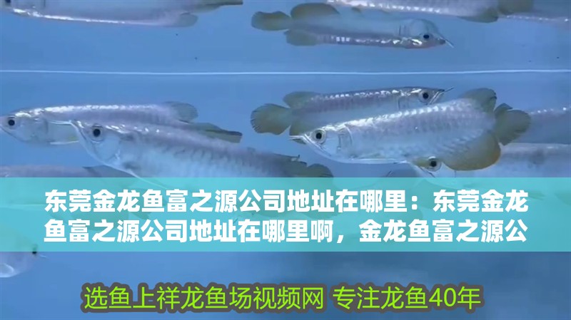 東莞金龍魚富之源公司地址在哪里：東莞金龍魚富之源公司地址在哪里啊，金龍魚富之源公司地址查詢 東莞金龍魚富之源公司地址在哪里：東莞金龍魚富之源公司地址在哪里啊，金龍魚富之源公司地址查詢 水族問答