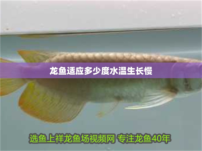 龍魚適應多少度水溫生長慢 龍魚適應多少度水溫生長慢 龍魚百科 第2張
