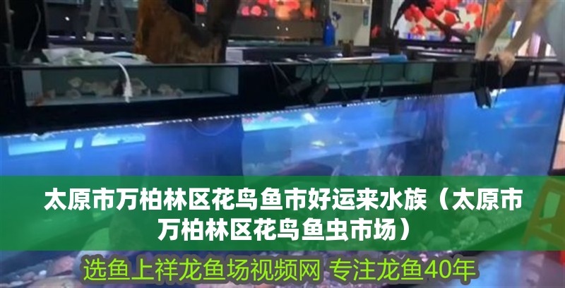 太原市萬柏林區花鳥魚市好運來水族（太原市萬柏林區花鳥魚蟲市場）