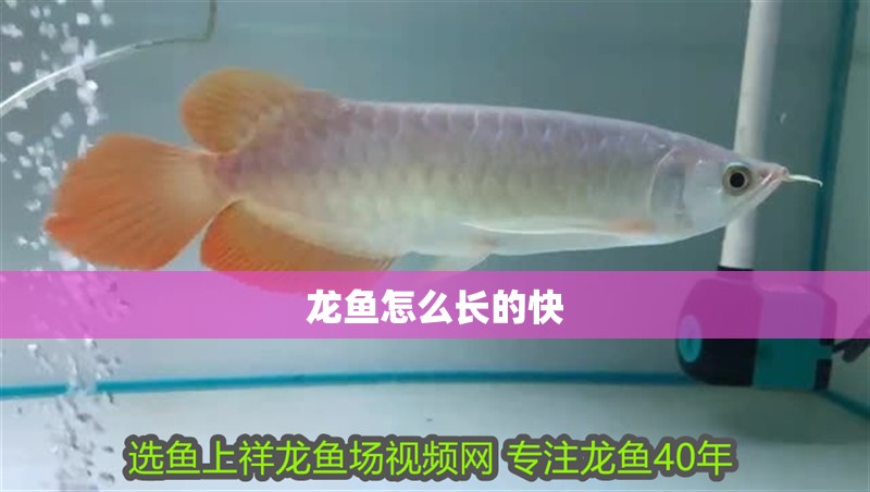 龍魚怎么長的快