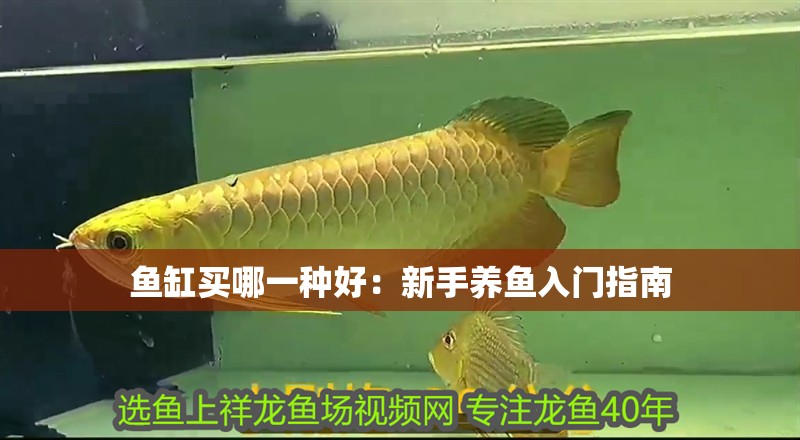 魚缸買哪一種好：新手養(yǎng)魚入門指南