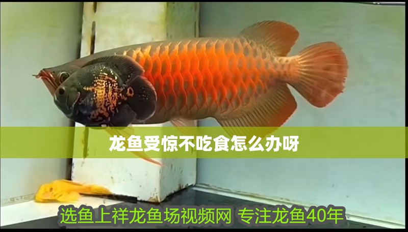 龍魚受驚不吃食怎么辦呀