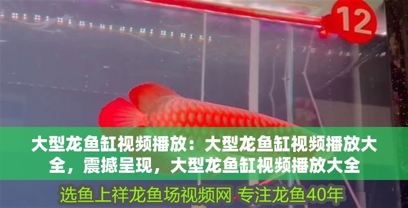 大型龍魚缸視頻播放：大型龍魚缸視頻播放大全，震撼呈現，大型龍魚缸視頻播放大全