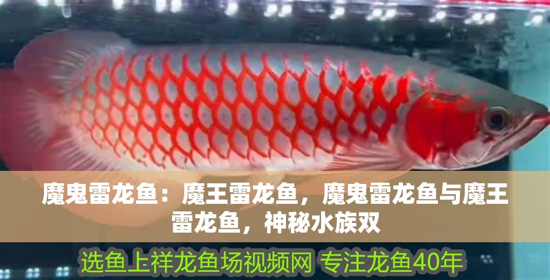 魔鬼雷龍魚：魔王雷龍魚，魔鬼雷龍魚與魔王雷龍魚，神秘水族雙 魔鬼雷龍魚：魔王雷龍魚，魔鬼雷龍魚與魔王雷龍魚，神秘水族雙 水族問答