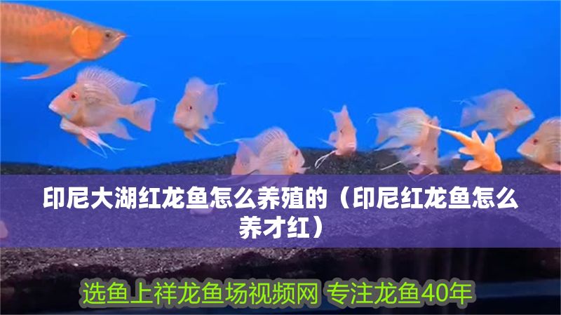 印尼大湖紅龍魚怎么養殖的（印尼紅龍魚怎么養才紅） 印尼大湖紅龍魚怎么養殖的（印尼紅龍魚怎么養才紅） 大湖紅龍魚百科 第1張