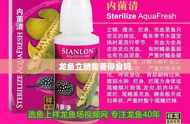 龍魚立鱗需要停食嗎