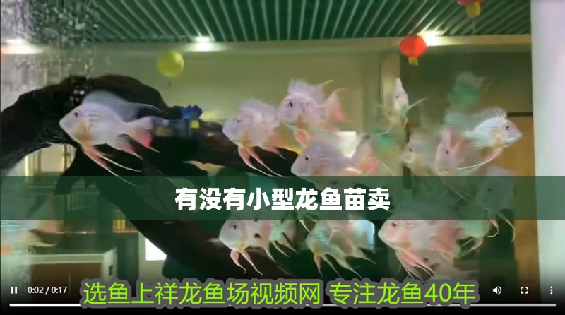 有沒有小型龍魚苗賣