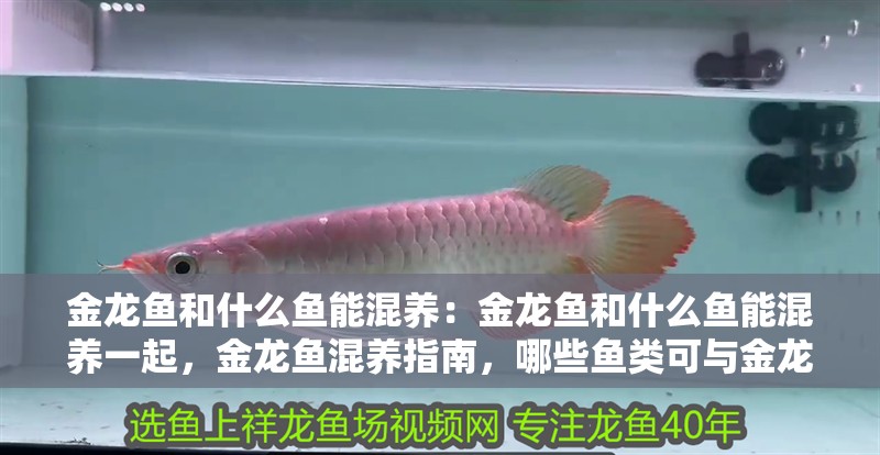 金龍魚和什么魚能混養：金龍魚和什么魚能混養一起，金龍魚混養指南，哪些魚類可與金龍魚