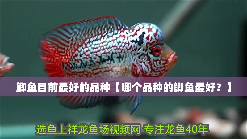 鯽魚(yú)目前最好的品種【哪個(gè)品種的鯽魚(yú)最好？】