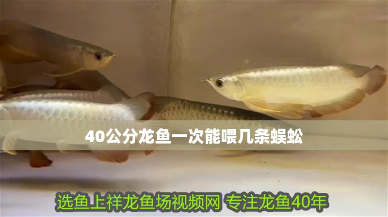 40公分龍魚一次能喂幾條蜈蚣 40公分龍魚一次能喂幾條蜈蚣 龍魚百科 第4張