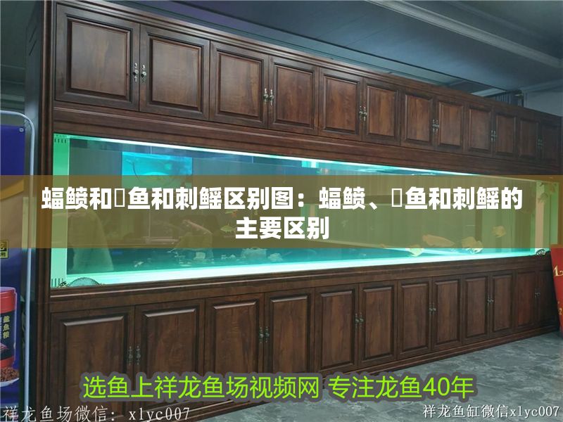 蝠鲼和魟魚和刺鰩區(qū)別圖：蝠鲼、魟魚和刺鰩的主要區(qū)別