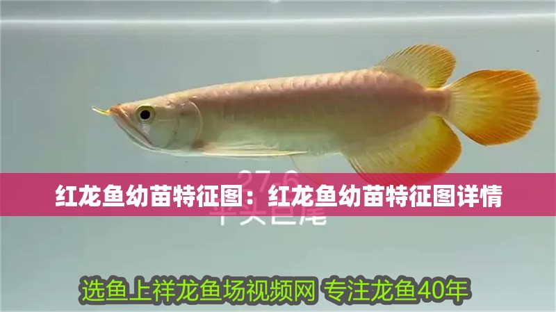紅龍魚幼苗特征圖：紅龍魚幼苗特征圖詳情 紅龍魚幼苗特征圖：紅龍魚幼苗特征圖詳情 紅龍魚百科