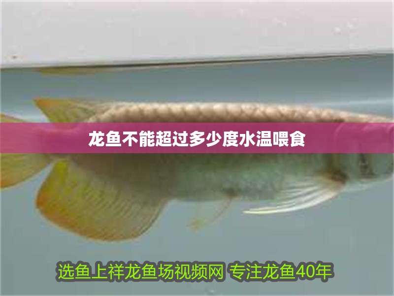 龍魚不能超過多少度水溫喂食 龍魚不能超過多少度水溫喂食 龍魚百科