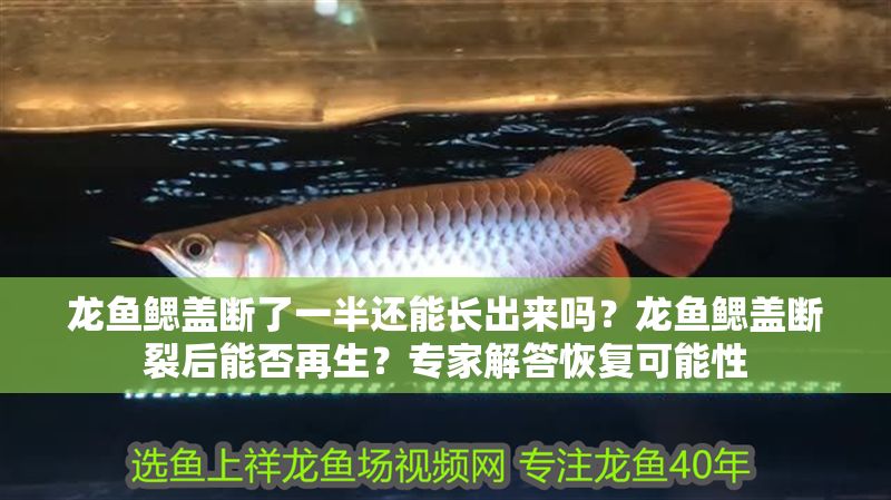 龍魚鰓蓋斷了一半還能長出來嗎？龍魚鰓蓋斷裂后能否再生？專家解答恢復可能性