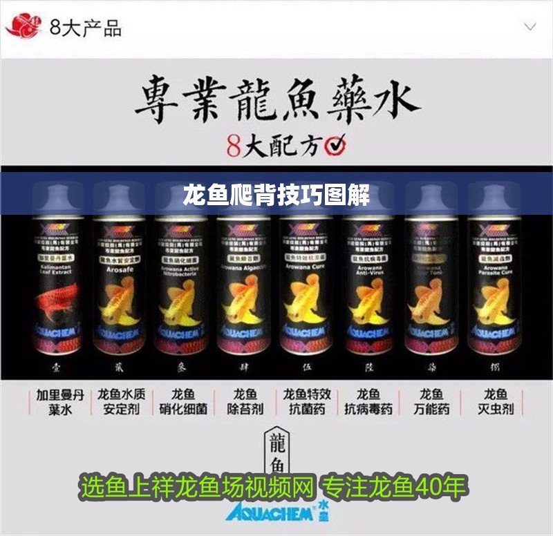 龍魚爬背技巧圖解