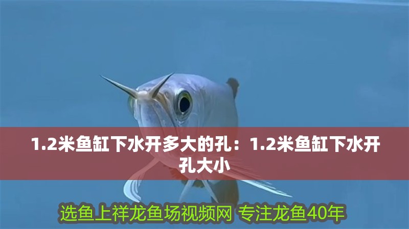 1.2米魚缸下水開多大的孔：1.2米魚缸下水開孔大小