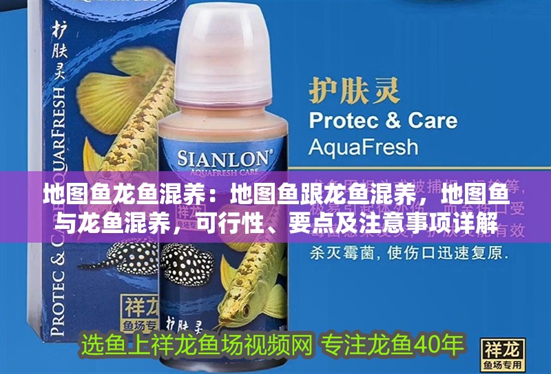 地圖魚龍魚混養：地圖魚跟龍魚混養，地圖魚與龍魚混養，可行性、要點及注意事項詳解