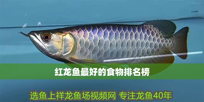 紅龍魚最好的食物排名榜