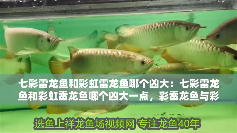 七彩雷龍魚和彩虹雷龍魚哪個兇大：七彩雷龍魚和彩虹雷龍魚哪個兇大一點，彩雷龍魚與彩虹雷龍魚