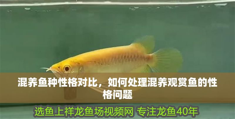混養魚種性格對比，如何處理混養觀賞魚的性格問題 混養魚種性格對比，如何處理混養觀賞魚的性格問題 虎魚百科 第1張