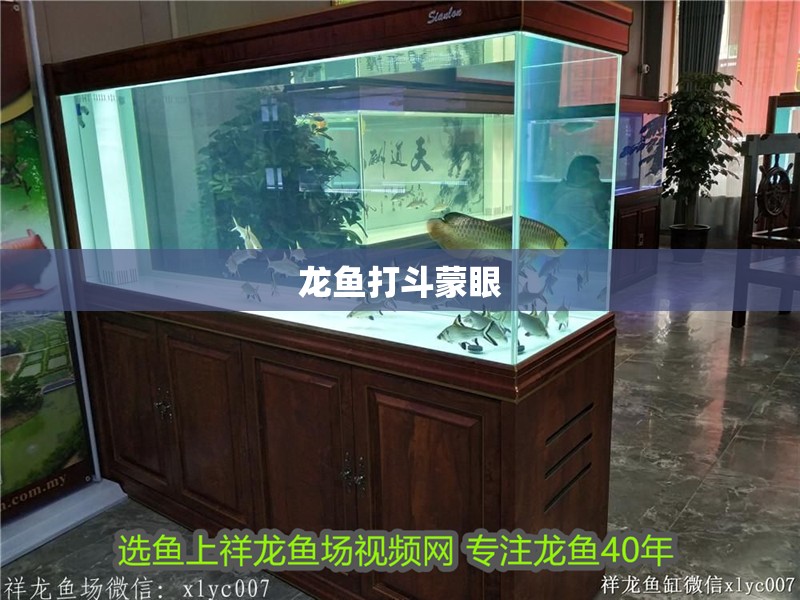 龍魚打斗蒙眼