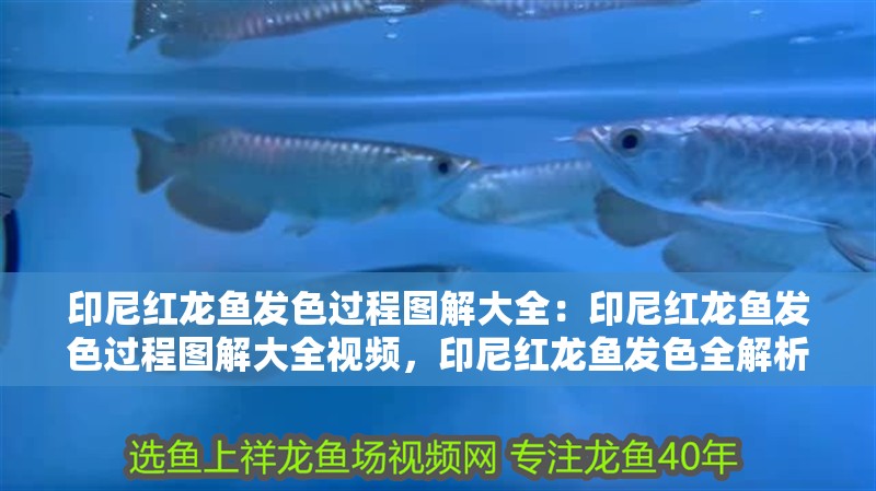 印尼紅龍魚發色過程圖解大全：印尼紅龍魚發色過程圖解大全視頻，印尼紅龍魚發色全解析，圖解與視頻詳解