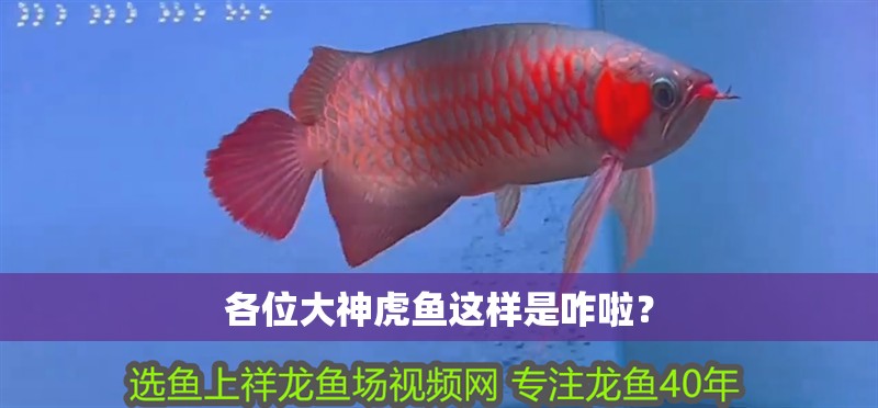各位大神虎魚這樣是咋啦？