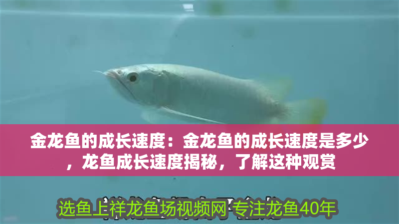 金龍魚的成長速度：金龍魚的成長速度是多少，龍魚成長速度揭秘，了解這種觀賞 金龍魚的成長速度：金龍魚的成長速度是多少，龍魚成長速度揭秘，了解這種觀賞 水族問答