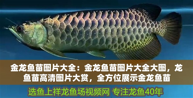金龍魚苗圖片大全：金龍魚苗圖片大全大圖，龍魚苗高清圖片大賞，全方位展示金龍魚苗 金龍魚苗圖片大全：金龍魚苗圖片大全大圖，龍魚苗高清圖片大賞，全方位展示金龍魚苗 水族問答