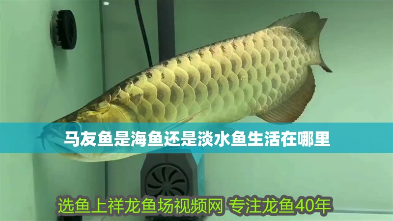 馬友魚是海魚還是淡水魚生活在哪里
