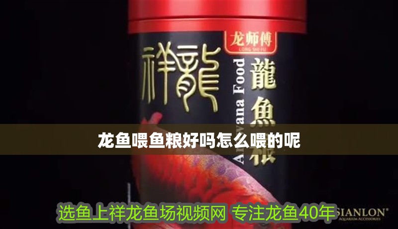 龍魚喂魚糧好嗎怎么喂的呢