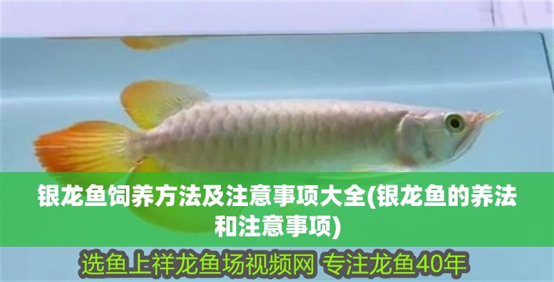銀龍魚(yú)飼養(yǎng)方法及注意事項(xiàng)大全(銀龍魚(yú)的養(yǎng)法和注意事項(xiàng)) 銀龍魚(yú)百科 第1張 銀龍魚(yú)飼養(yǎng)方法及注意事項(xiàng)大全(銀龍魚(yú)的養(yǎng)法和注意事項(xiàng)) 銀龍魚(yú)飼養(yǎng)方法及注意事項(xiàng)大全(銀龍魚(yú)的養(yǎng)法和注意事項(xiàng)) 銀龍魚(yú)百科 第1張